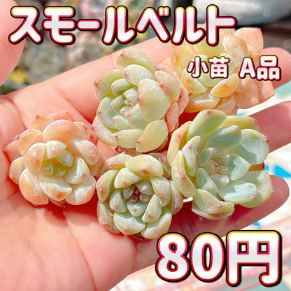 スモールベルト　A品　小苗