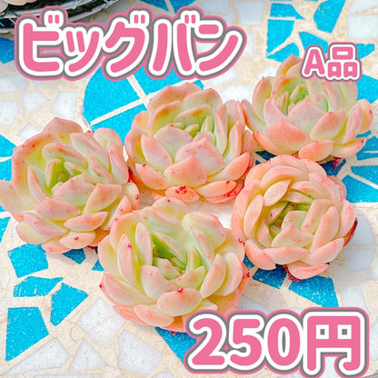 ビッグバン　A品