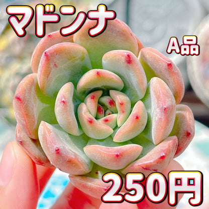 マドンナ　A品