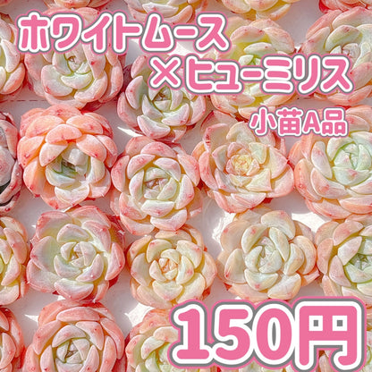 ホワイトムース×ヒューミリス　小苗　A品