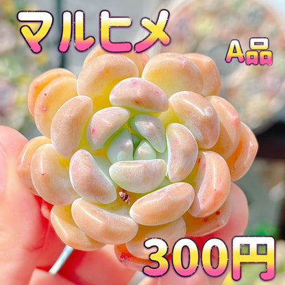 マルヒメ　A品