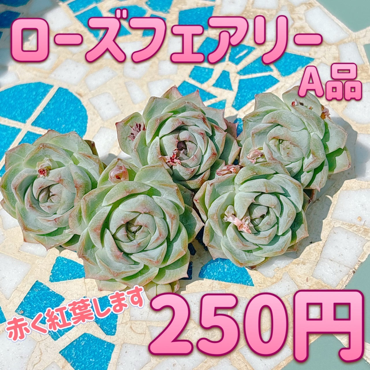 ローズフェアリー A品