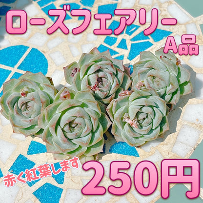 ローズフェアリー A品