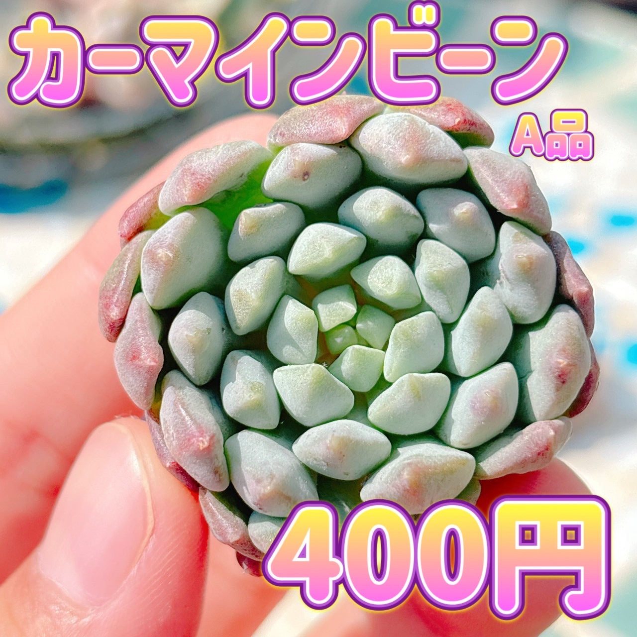 カーマインビーン　A品
