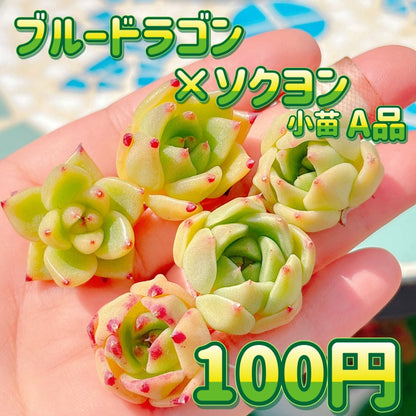 ブルードラゴン×ソクヨン　小苗　A品