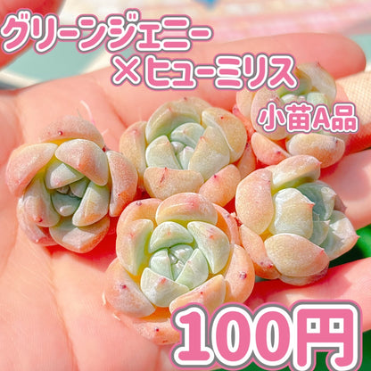 グリーンジェニー×ヒューミリス　A品