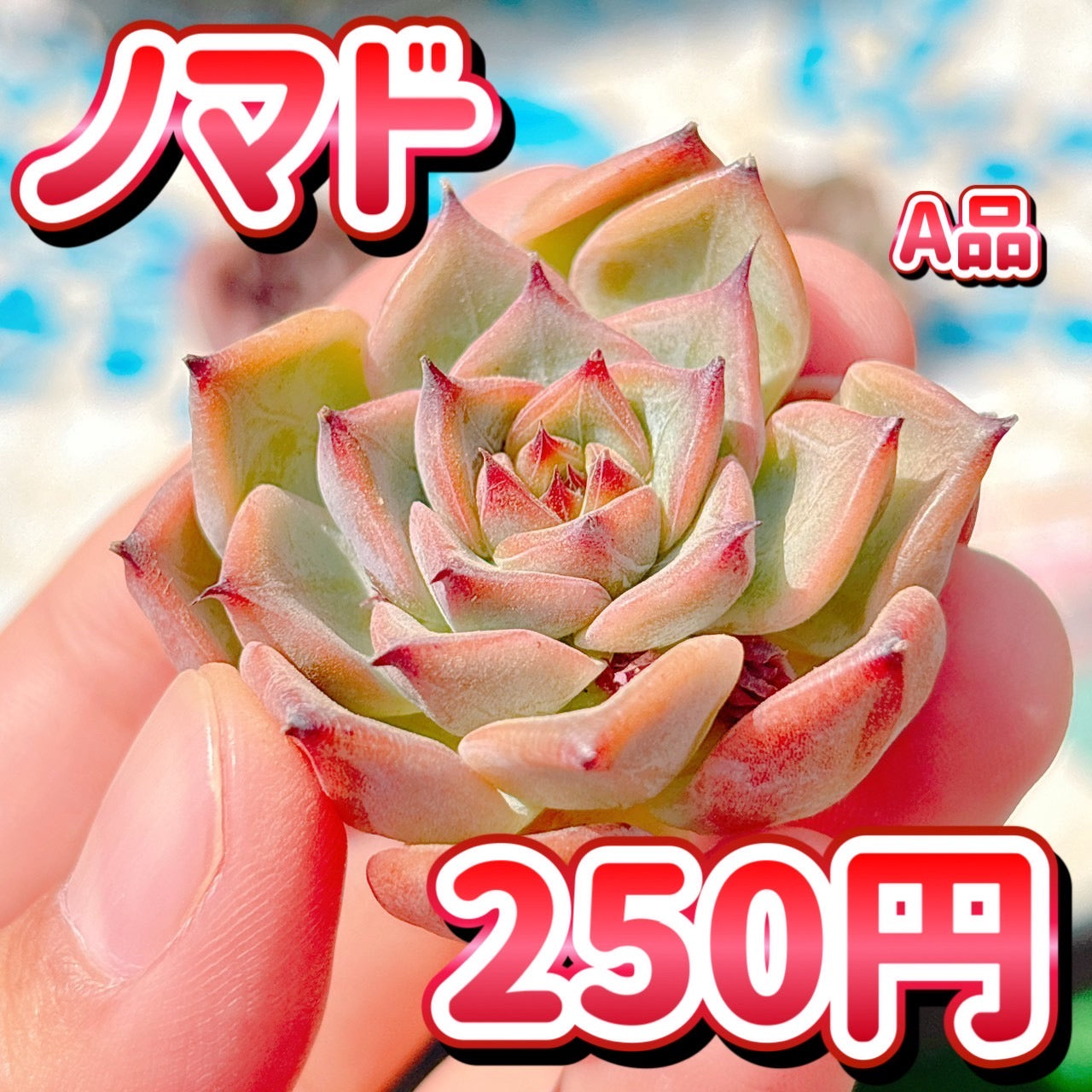 ノマド　A品