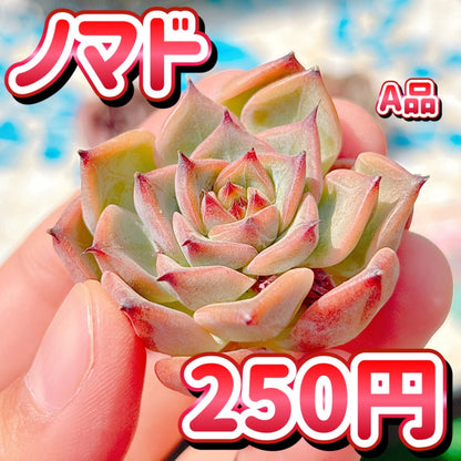 ノマド　A品