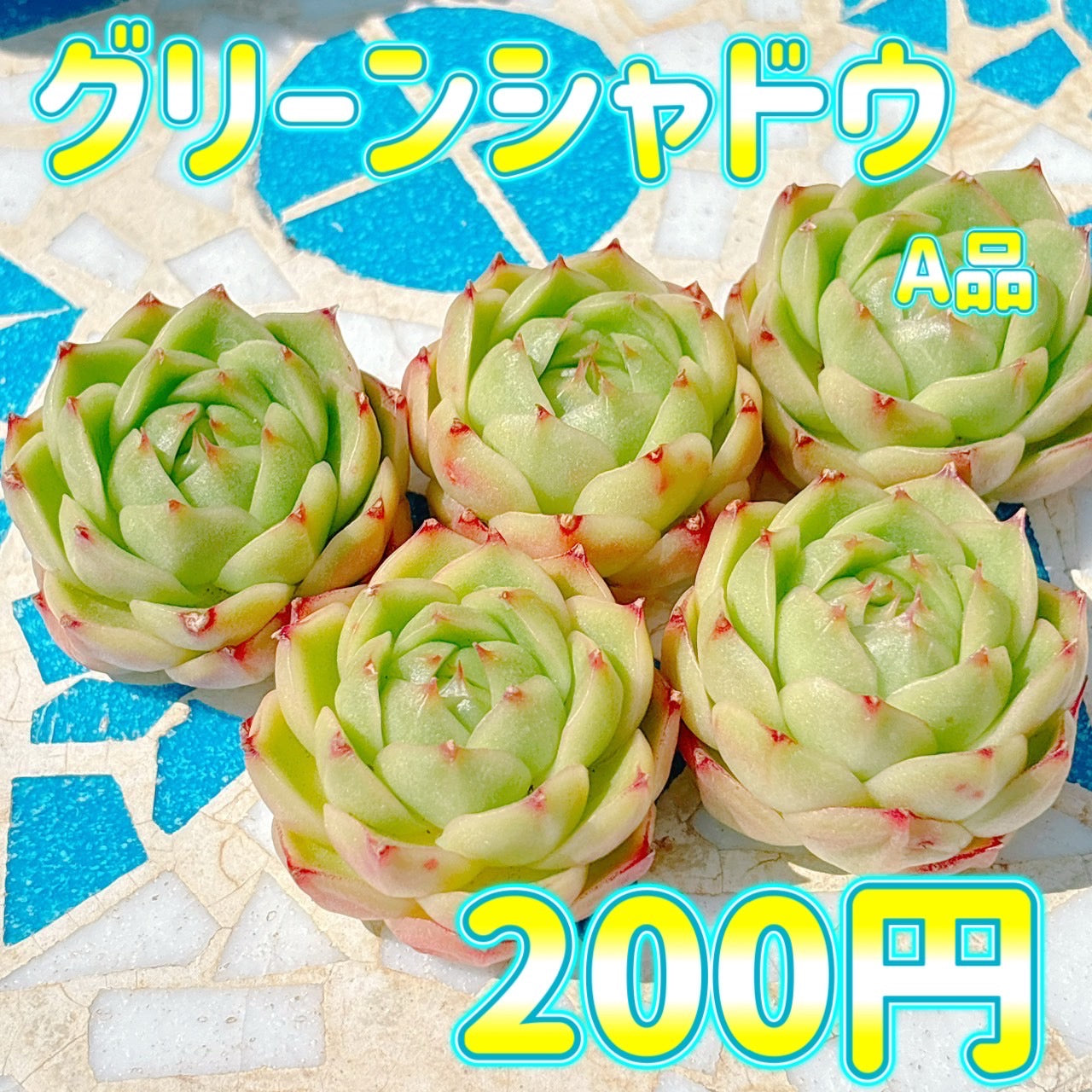 グリーンシャドウ　A品