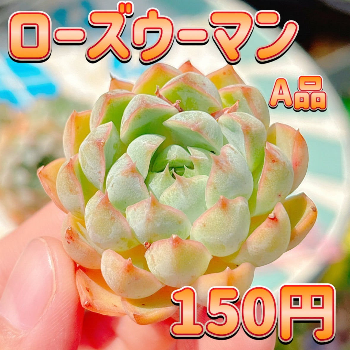 ローズウーマン　A品