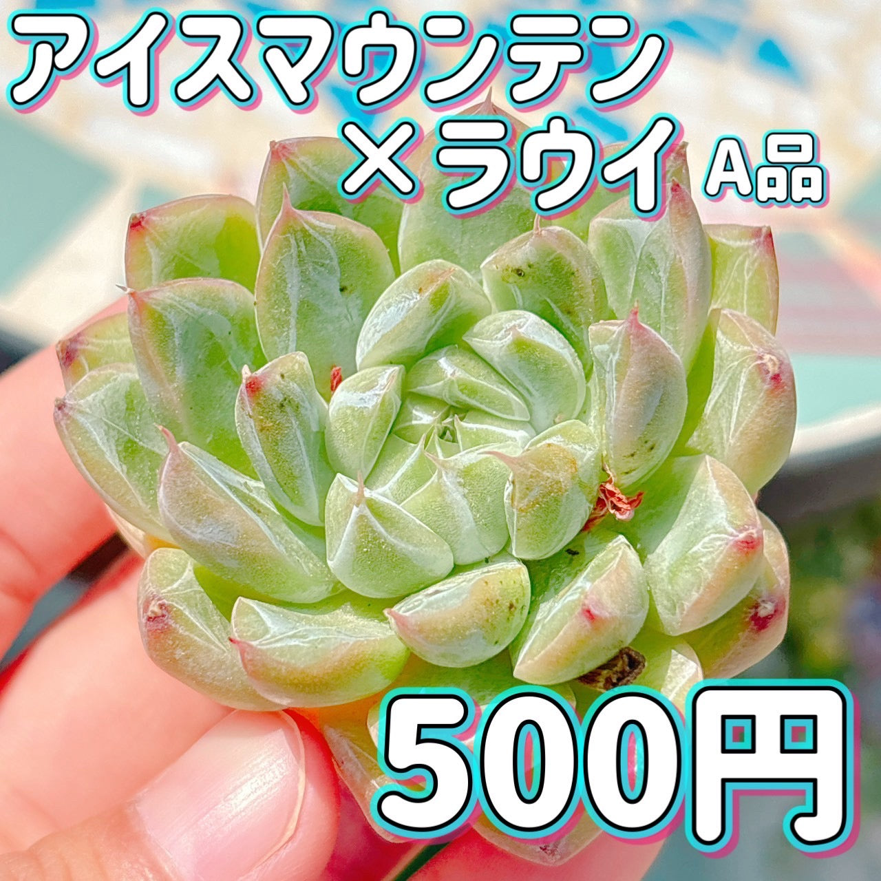 アイスマウンテン×ラウイ　A品
