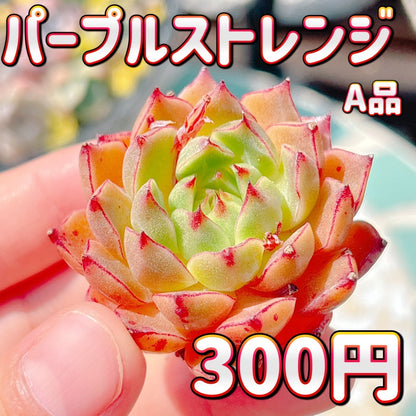 パープルストレンジ　A品