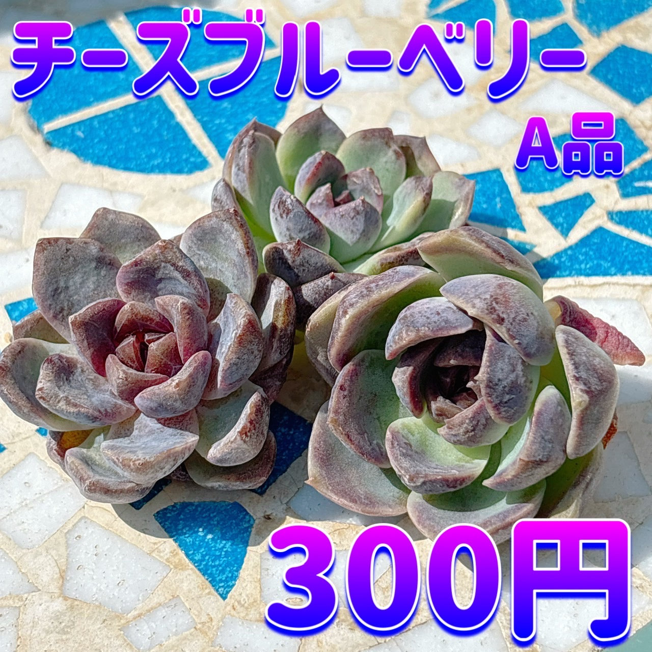チーズブルーベリー A品 – Bull Succulent