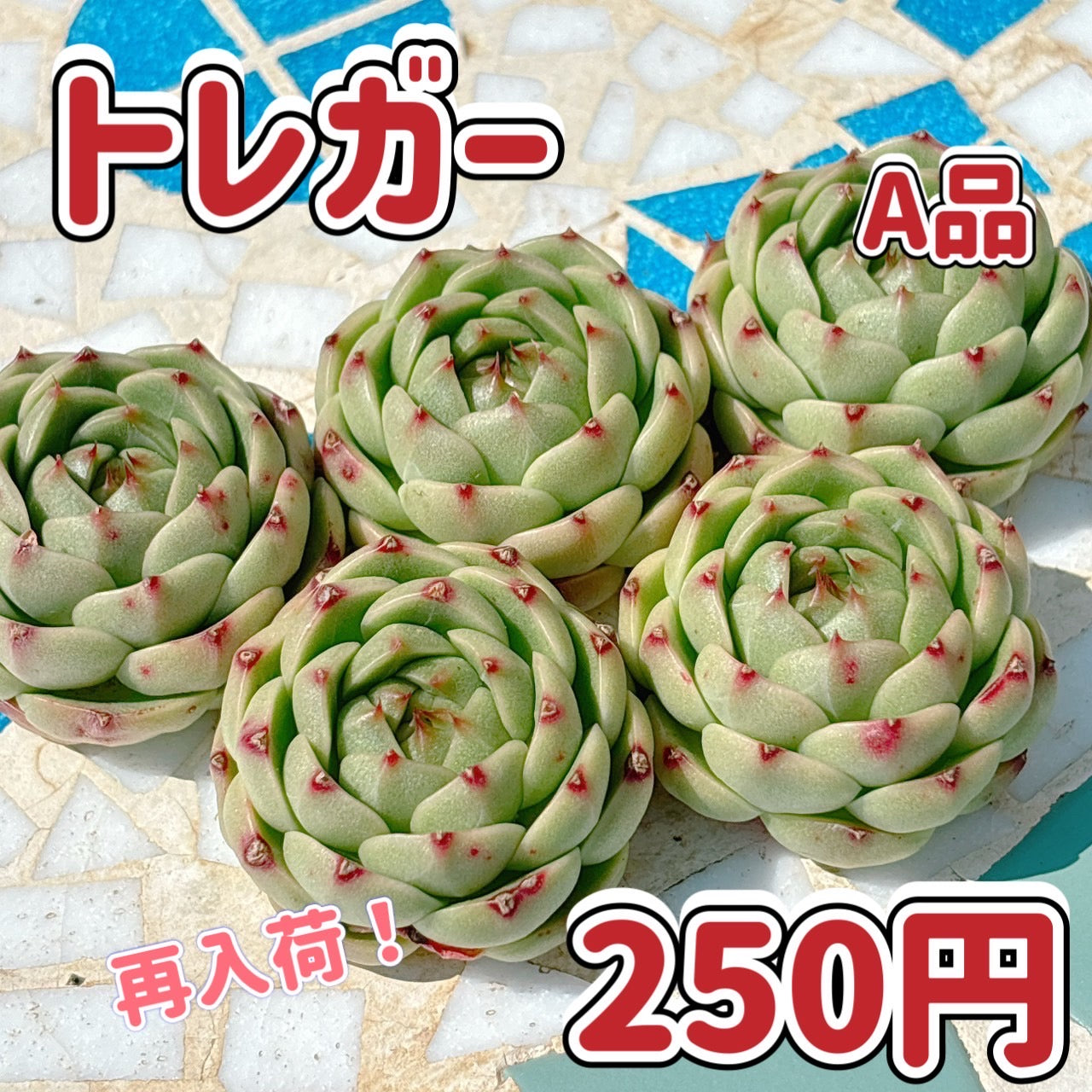 トレガー　A品