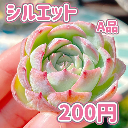 シルエット　A品