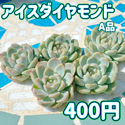 アイスダイヤモンド　A品