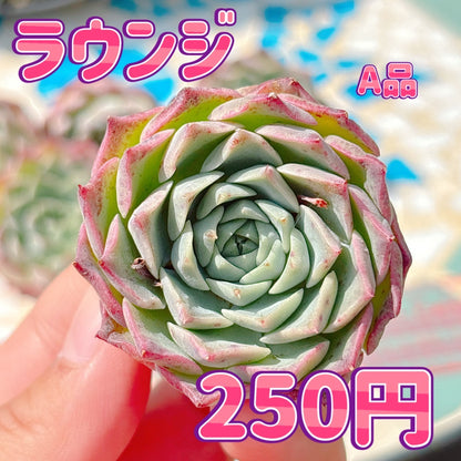 ラウンジ　A品