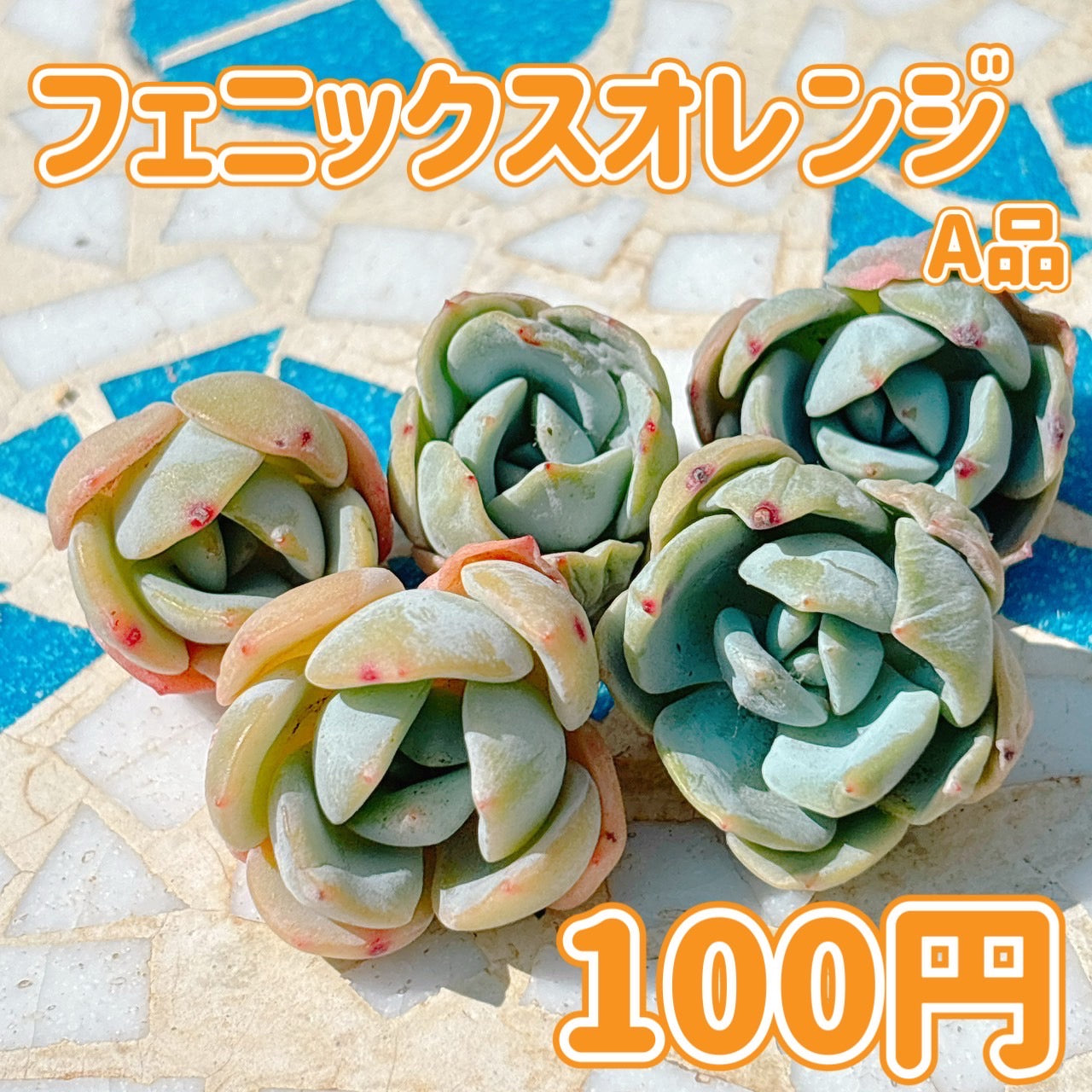 フェニックスオレンジ　A品