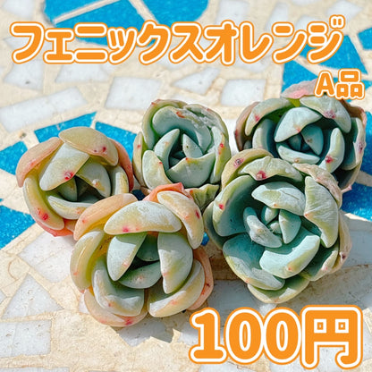 フェニックスオレンジ　A品
