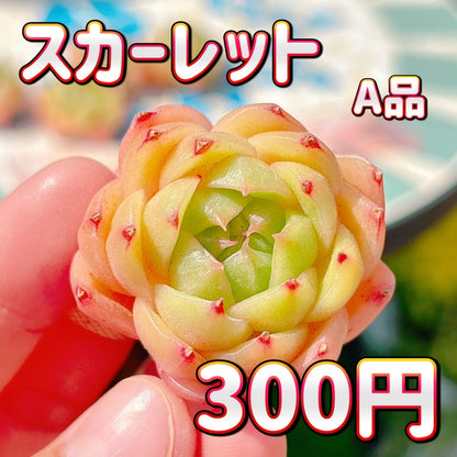 スカーレット　A品