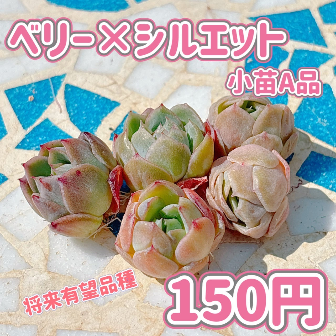 ベリー×シルエット　A品　小苗