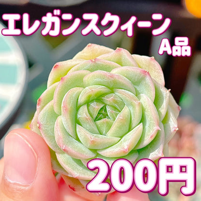 エレガンスクィーン　A品