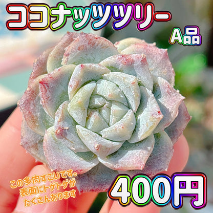 ココナッツツリー　A品