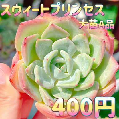 スウィートプリンセス　大苗　A品