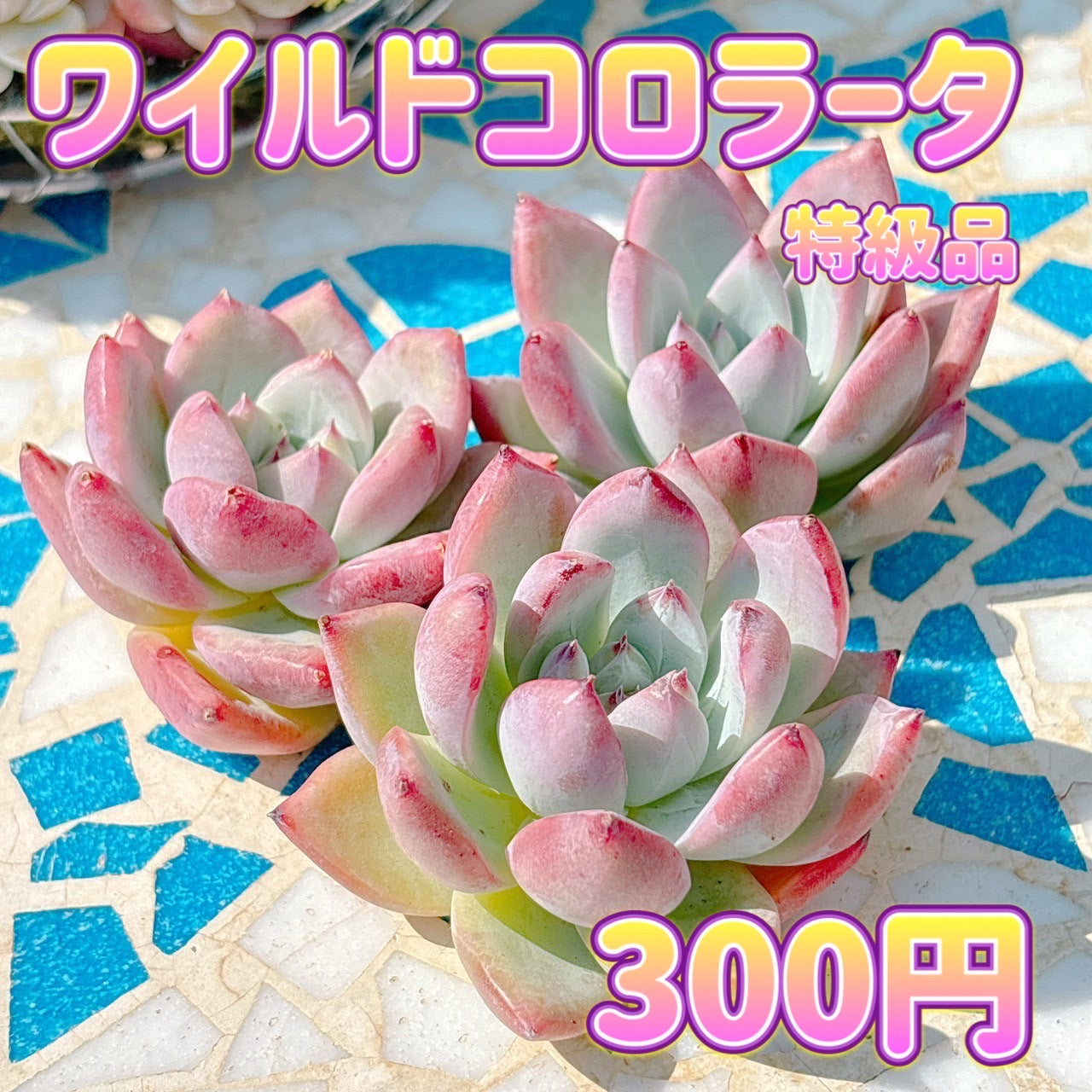 ワイルドコロラータ　特級品