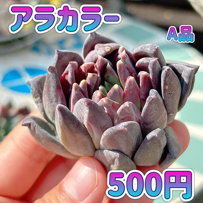 アラカラー　A品