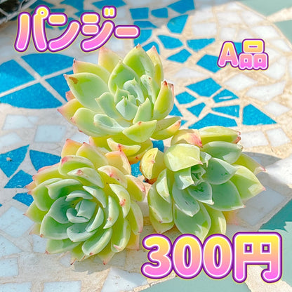 パンジー　A品