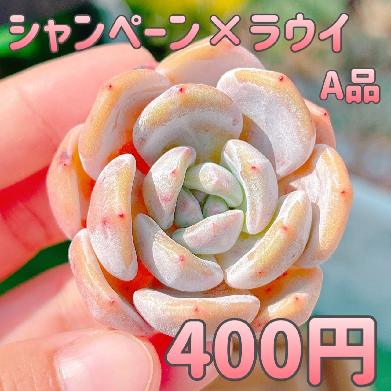 シャンペーン×ラウイ　A品