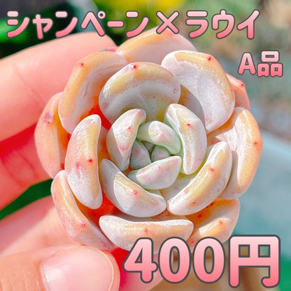 シャンペーン×ラウイ　A品