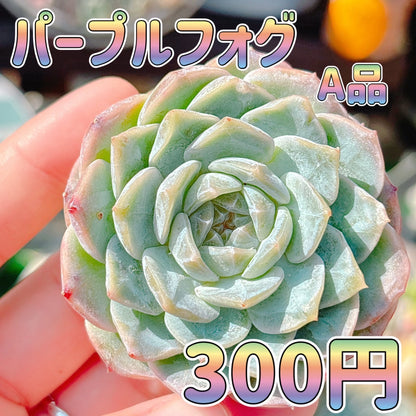 パープルフォグ　A品