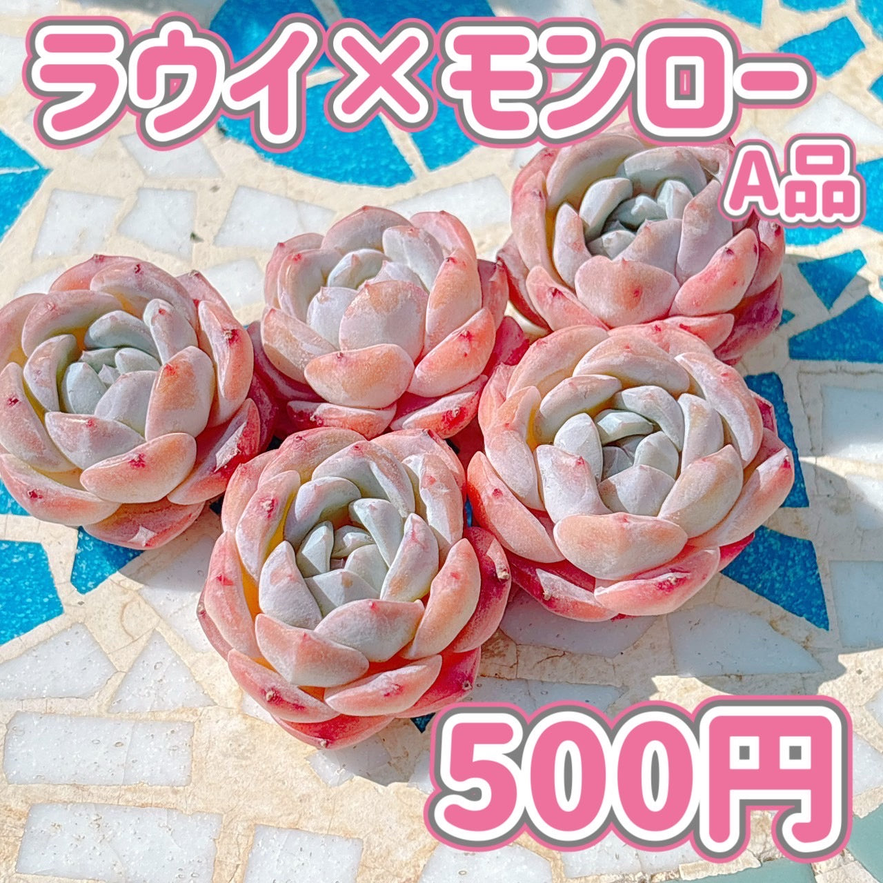 ラウイ×モンロー　A品