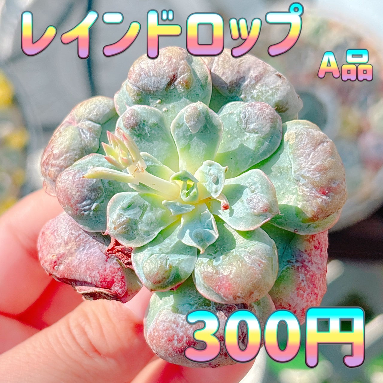 レインドロップ　A品