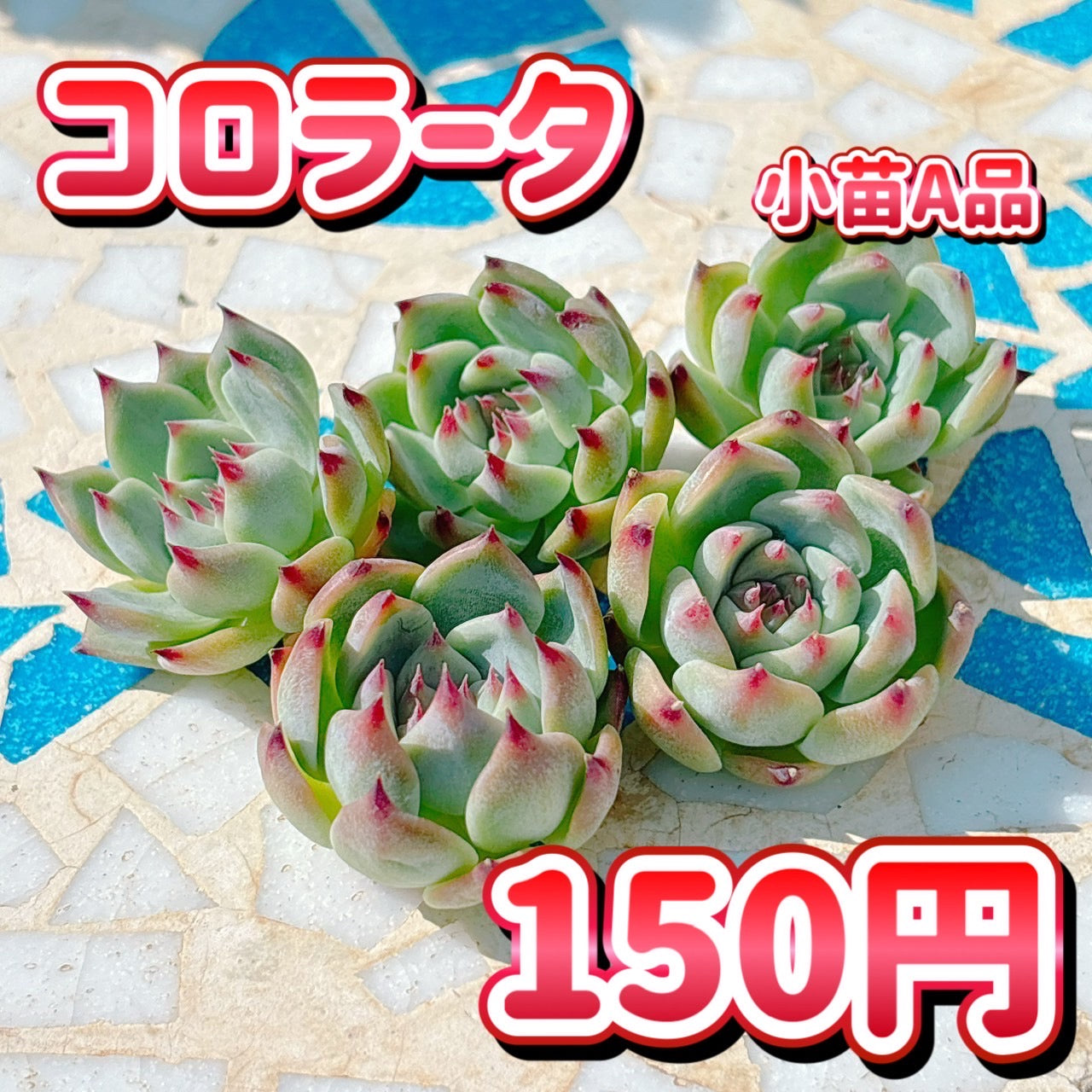コロラータ　小苗　A品