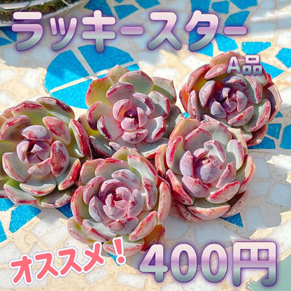 ラッキースター　A品