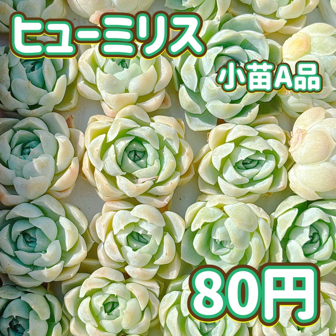 ヒューミリス　小苗　A品