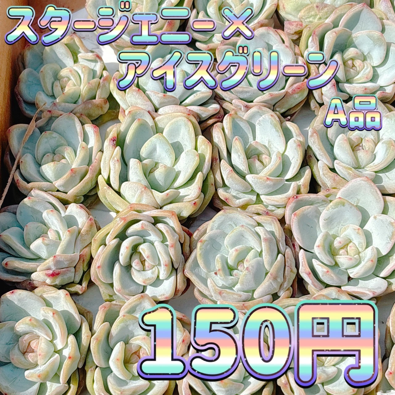 スタージェニー×アイスグリーン　A品