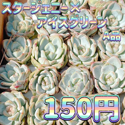 スタージェニー×アイスグリーン　A品