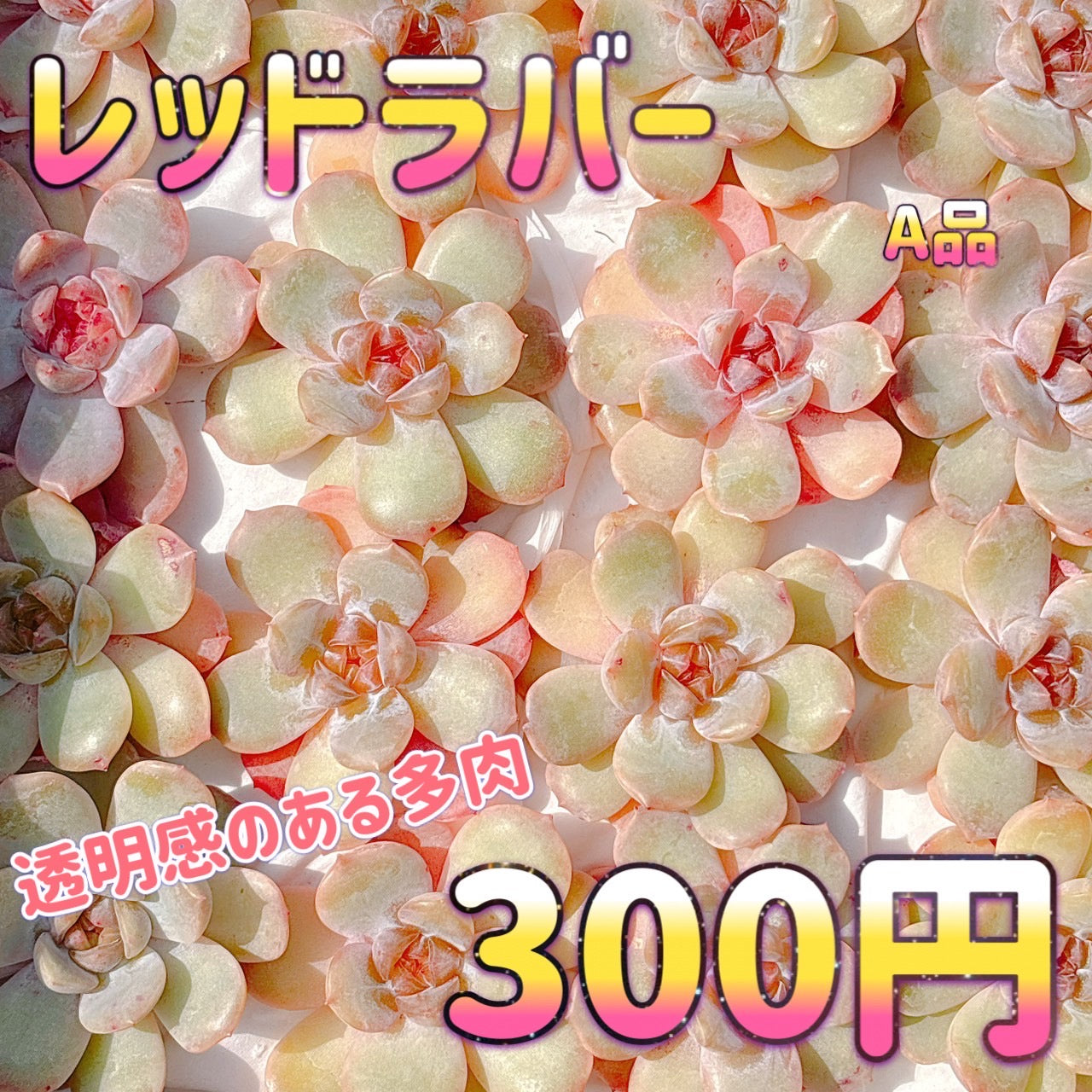 レッドラバー　A品