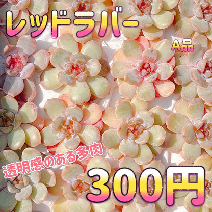 レッドラバー　A品