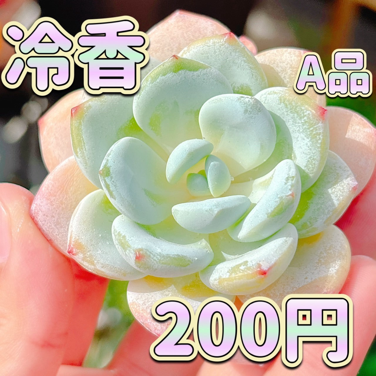 冷香　A品
