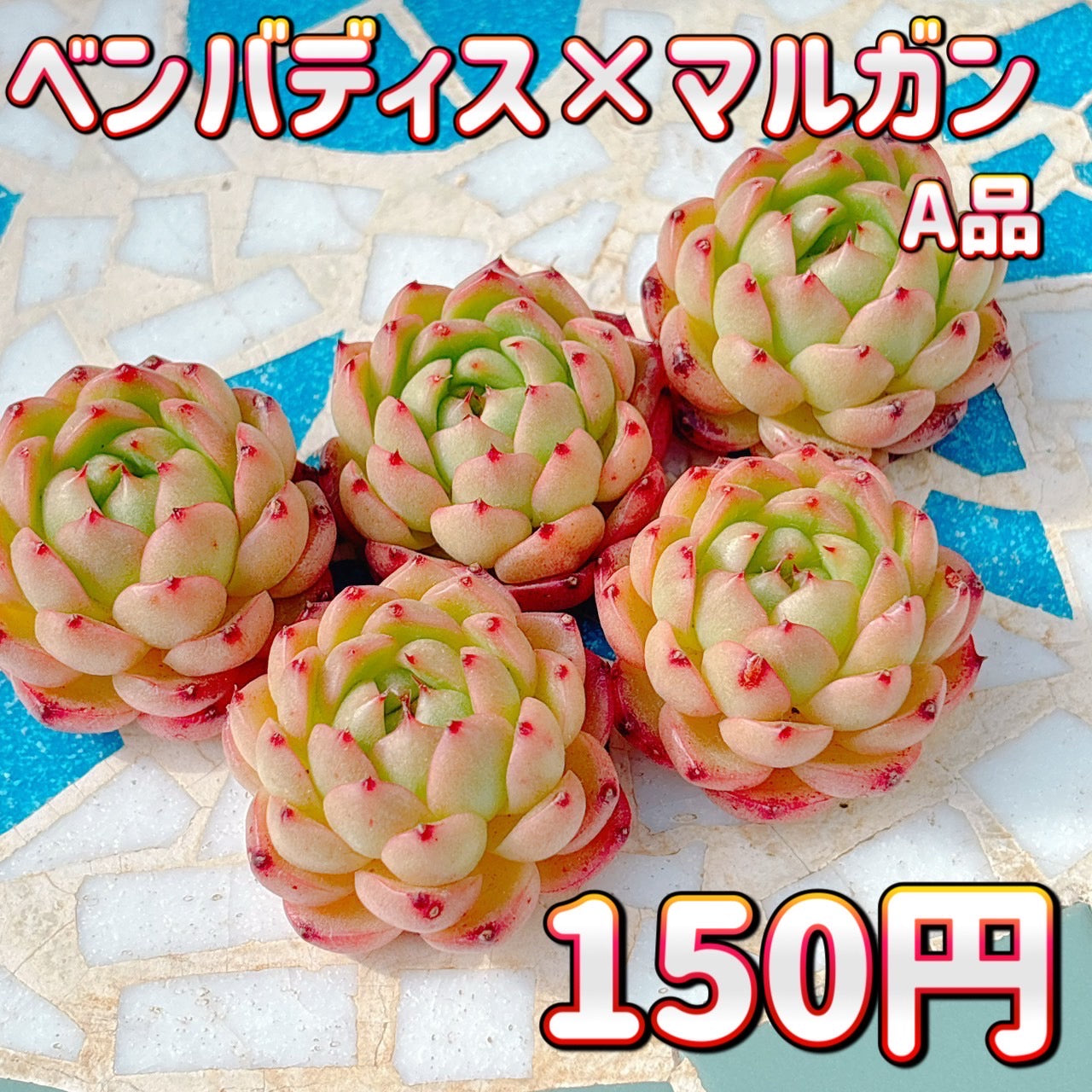 マルガン×ベンバディス　A品