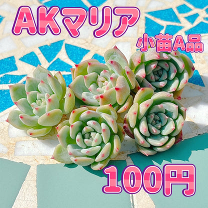 AKマリア　A品　小苗
