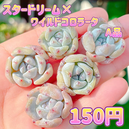 スタードリーム×ワイルドコロラータ　　A品