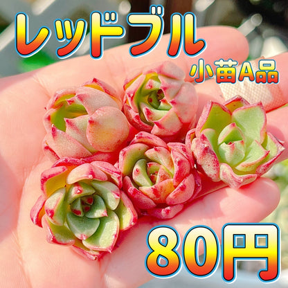 レッドブル　A品　小苗