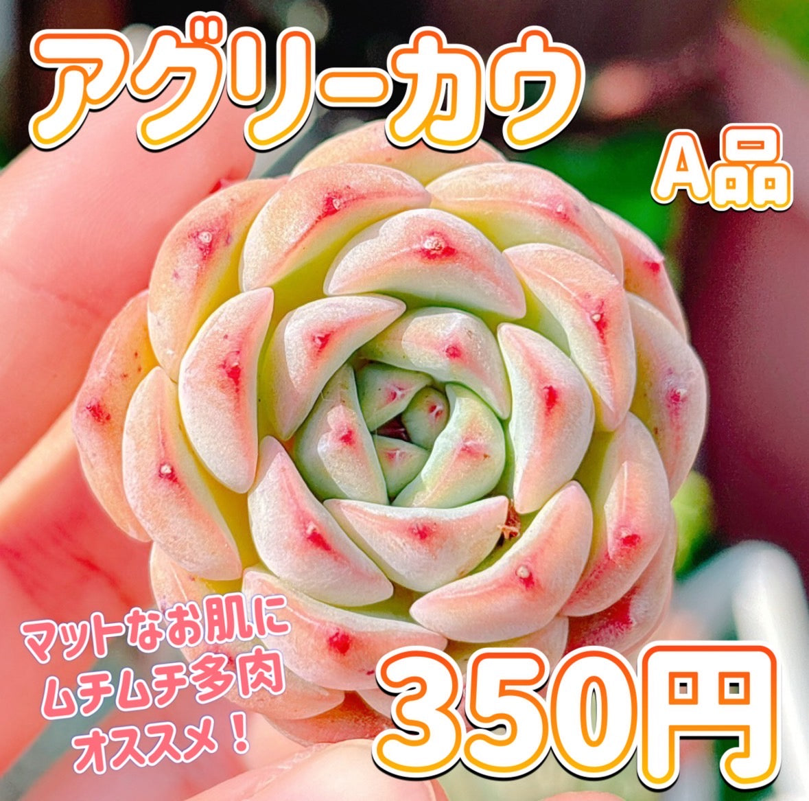 アグリーカウ　A品