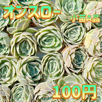 オンスロー　小苗　A品